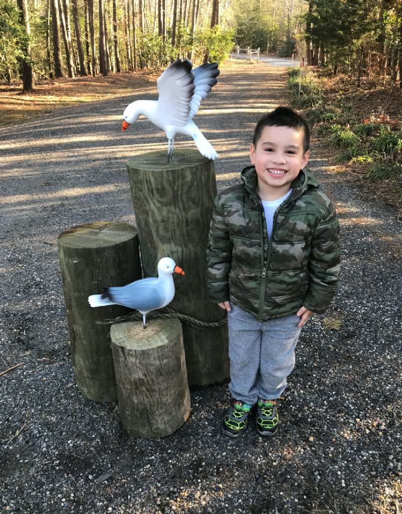 Lifesize Seagull Replicas Seagull Statues For Lawn Displays